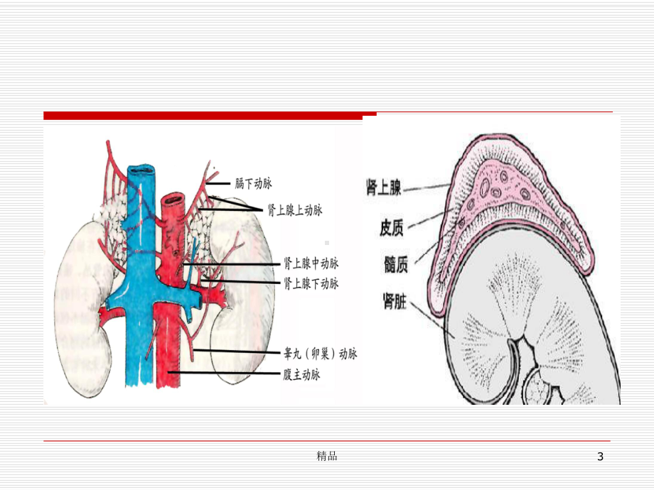 肾上腺解剖及病变课件-2.ppt_第3页