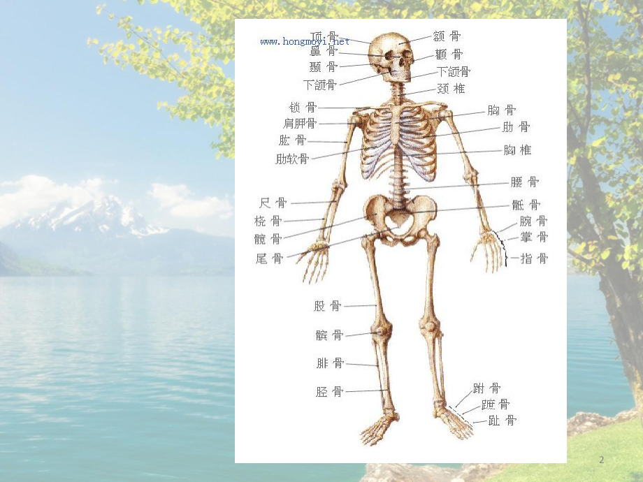 人体骨骼简述课件.ppt_第2页