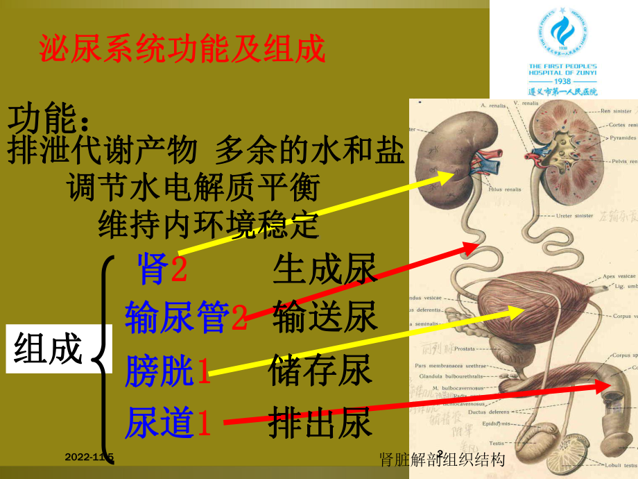 肾脏解剖组织结构培训课件.ppt_第2页