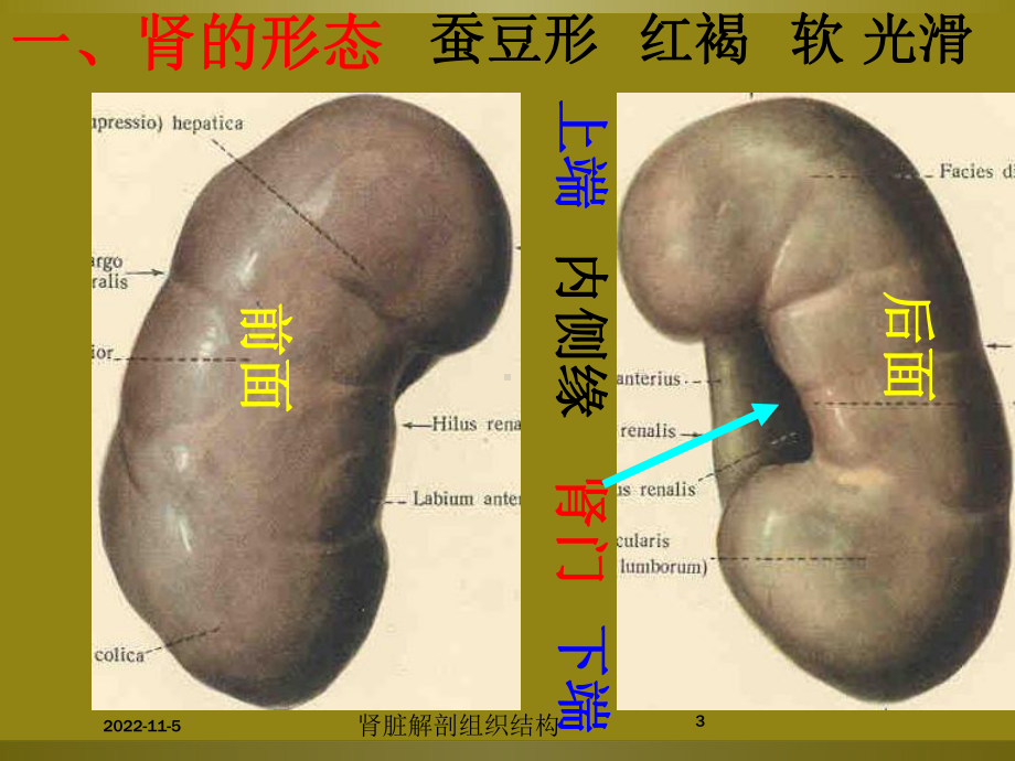 肾脏解剖组织结构培训课件.ppt_第3页