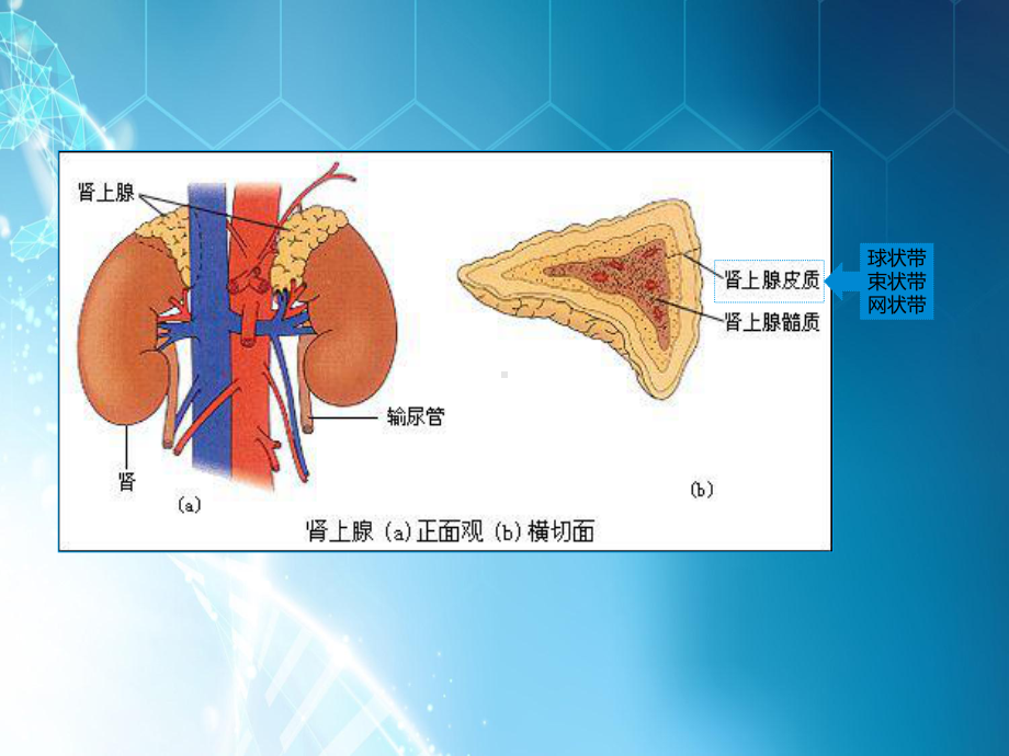 肾上腺相关检查课件.pptx_第3页