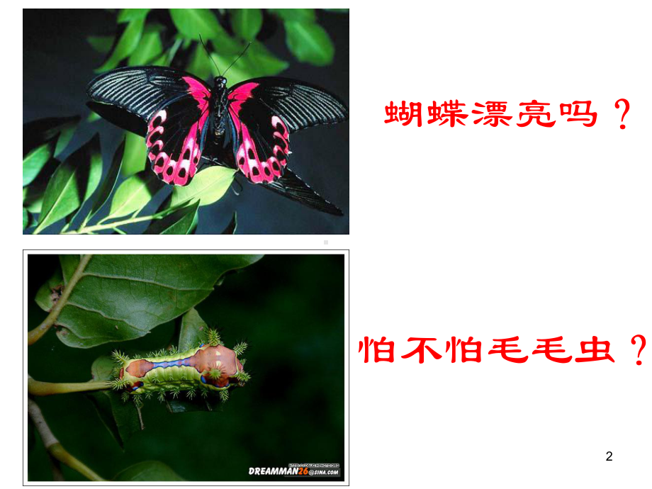 第二节-昆虫的生殖和发育(新人教版)教学课件.ppt_第2页