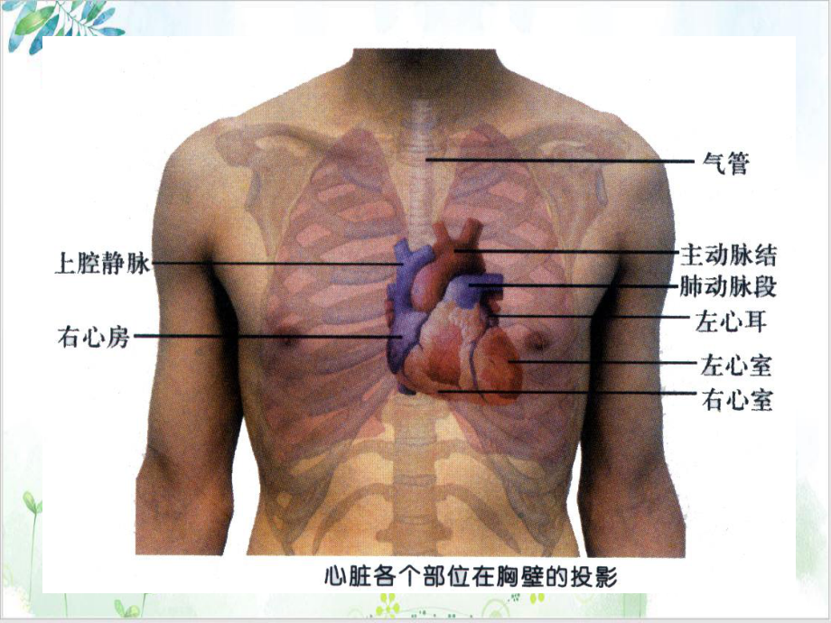 诊断学心脏血管检查第培训讲义课件.ppt_第3页