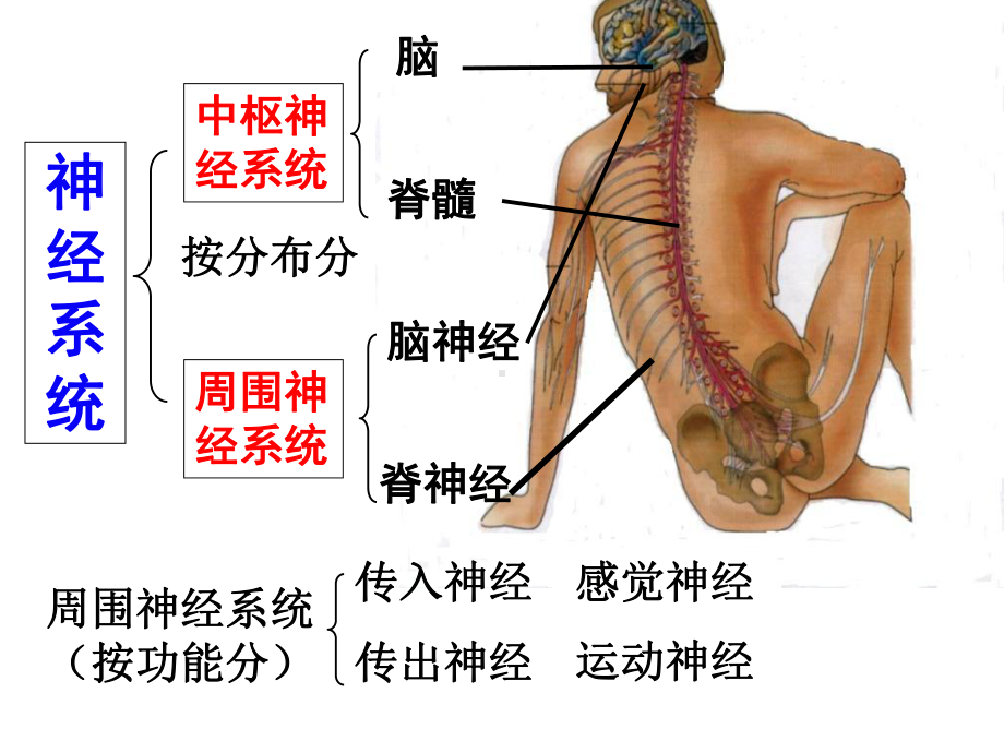 浙科版高中生物必修3第2章第2节神经系统的结构与功能-课件-(共64张).ppt_第3页