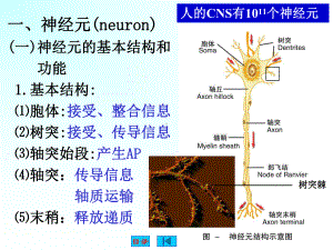 神经生理课件.ppt