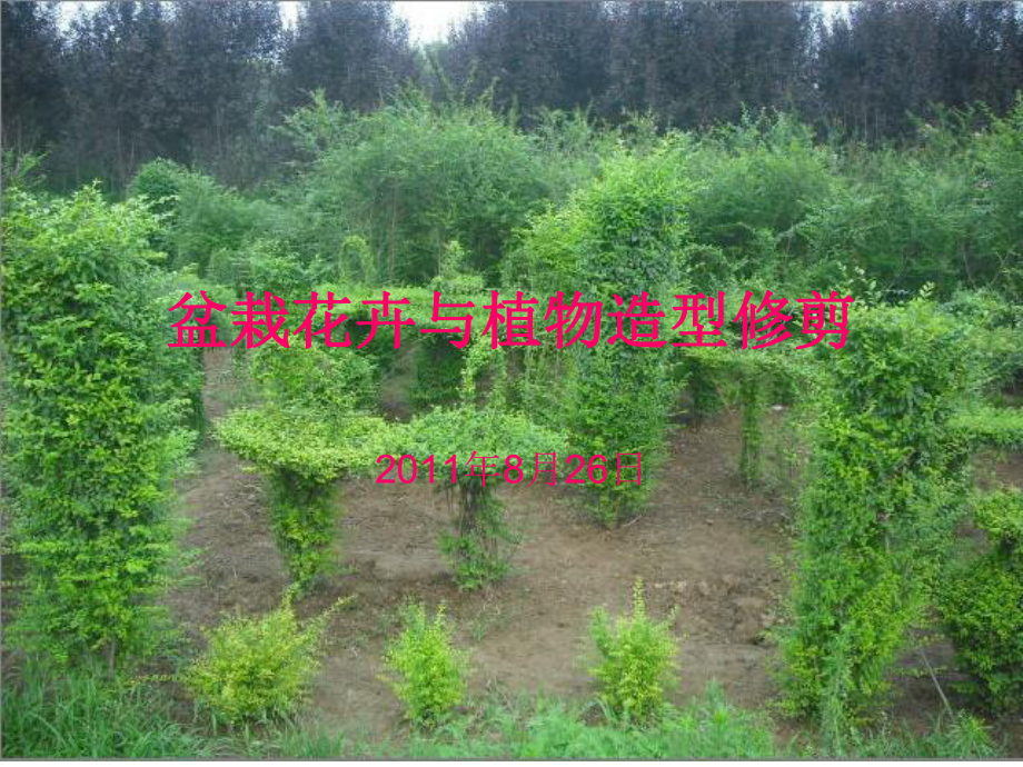 盆栽花卉与植物造型修剪课件.ppt_第1页