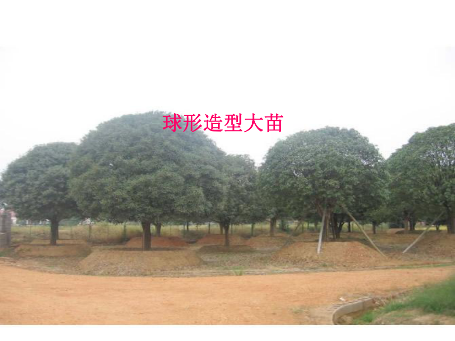 盆栽花卉与植物造型修剪课件.ppt_第2页