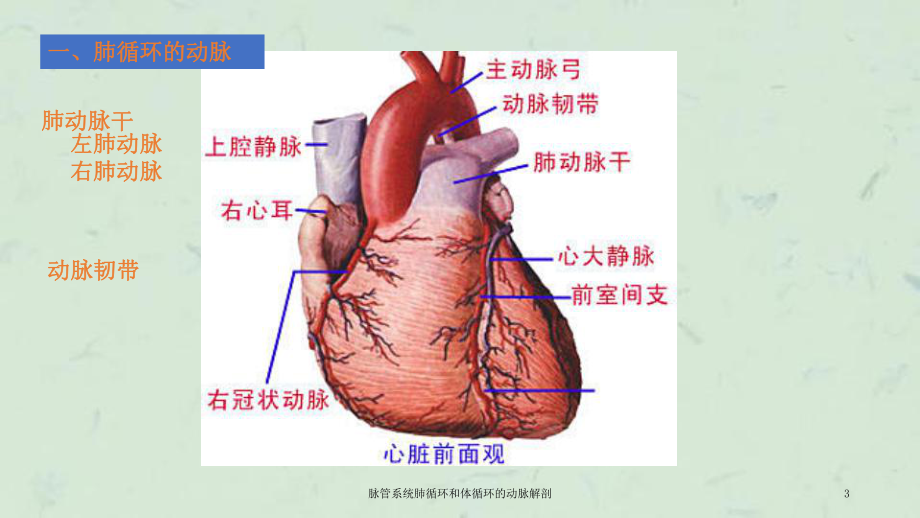 脉管系统肺循环和体循环的动脉解剖课件.ppt_第3页