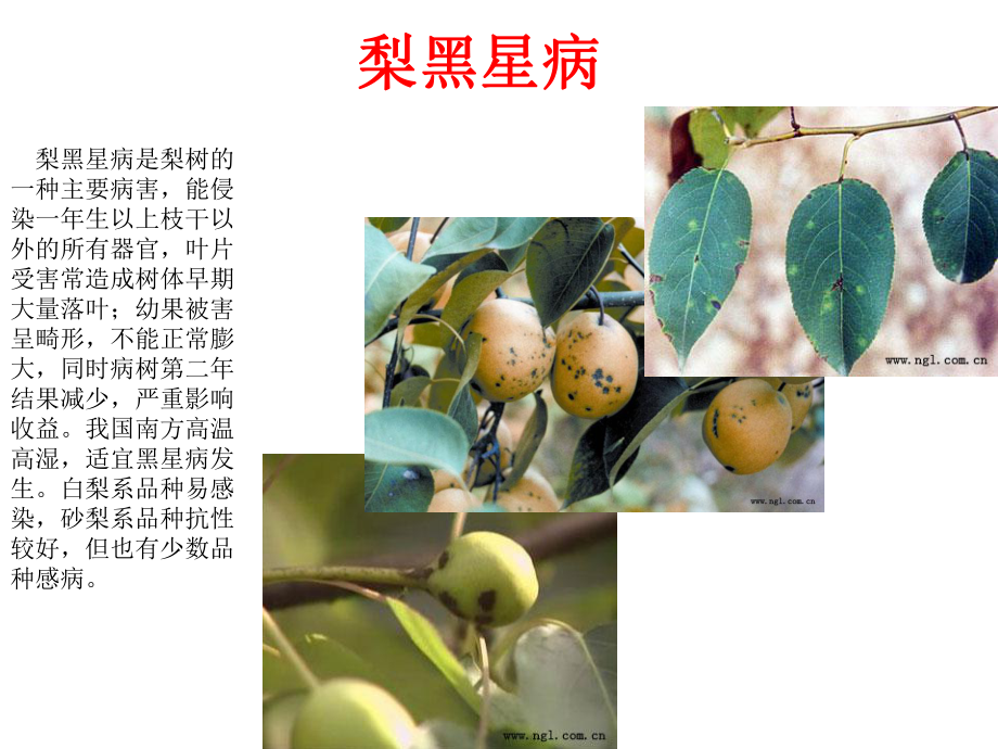 梨树病虫害防治-课件.ppt_第3页