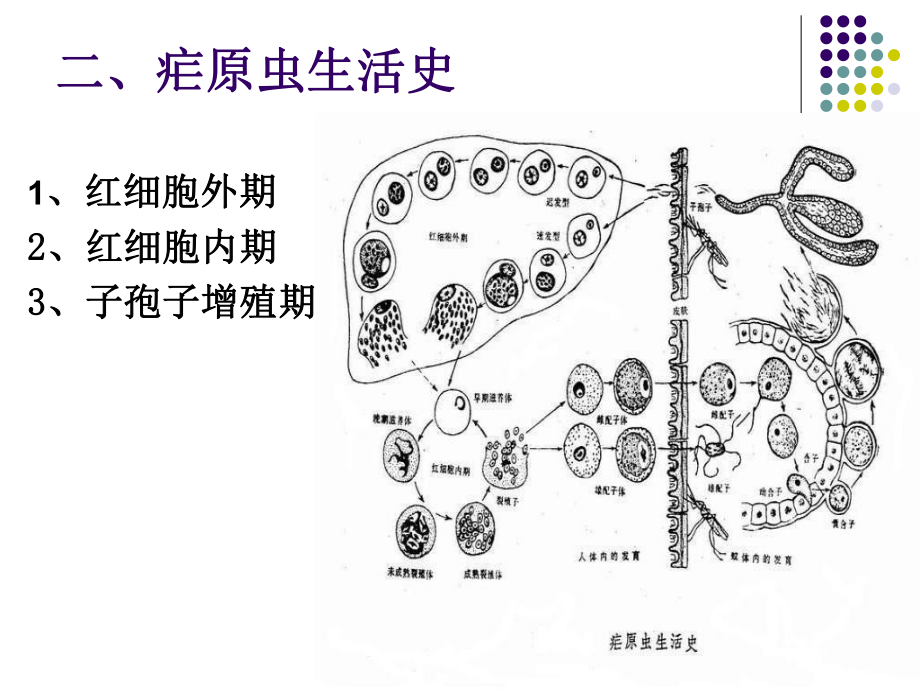 人体疟原虫镜检技术-课件.ppt_第3页