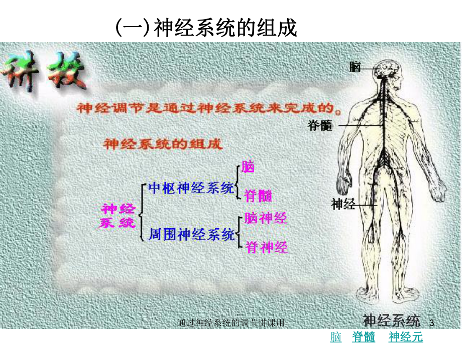 通过神经系统的调节讲课用课件.ppt_第3页