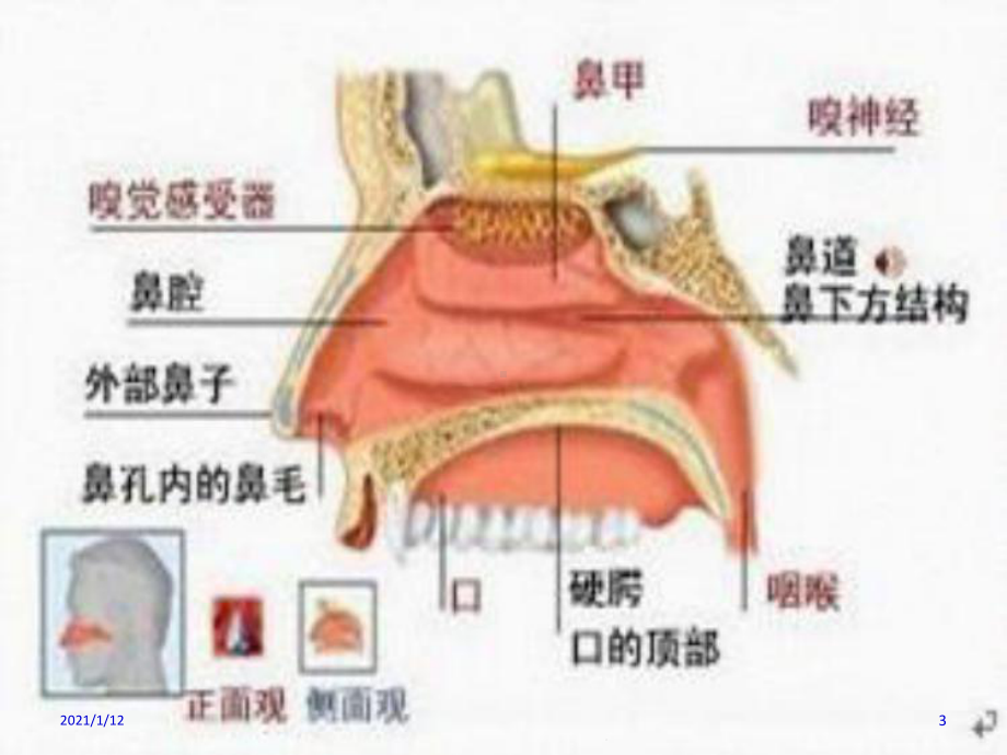 过敏性鼻炎的治疗与预防课件.ppt_第3页