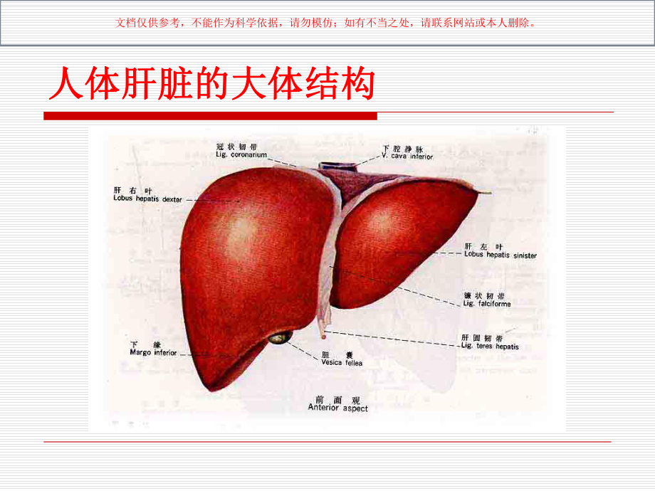 脂肪肝健康教育培训课件.ppt_第3页