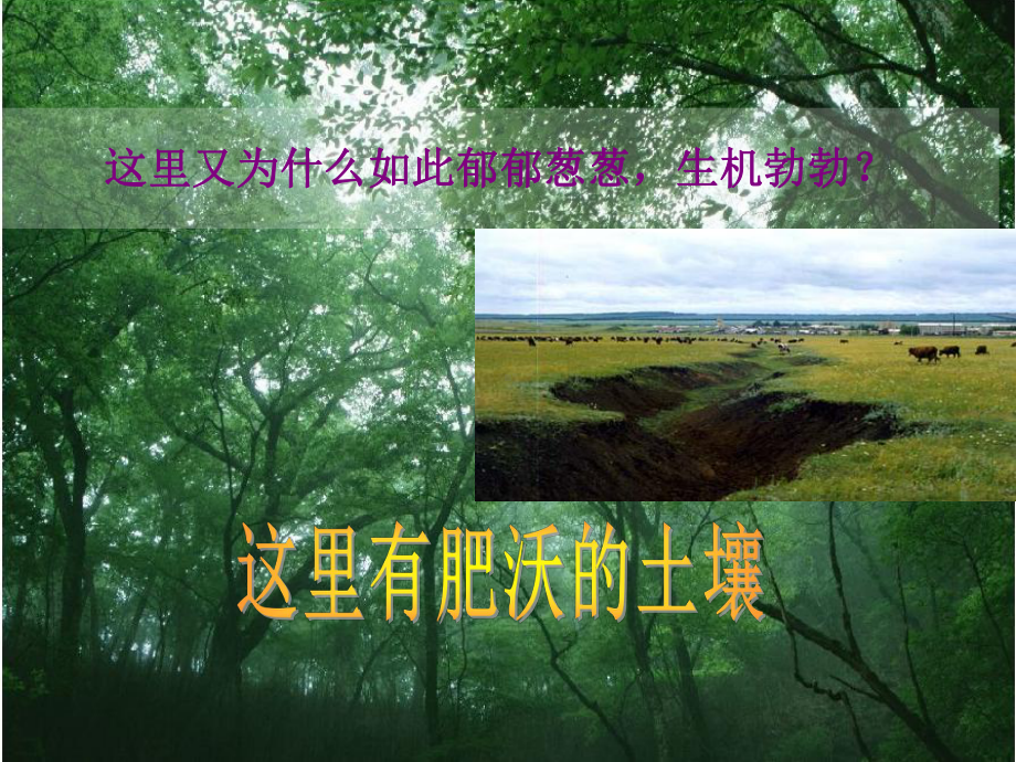 肥沃土壤中生长的植物贫瘠土壤中生长的植物课件.ppt_第3页