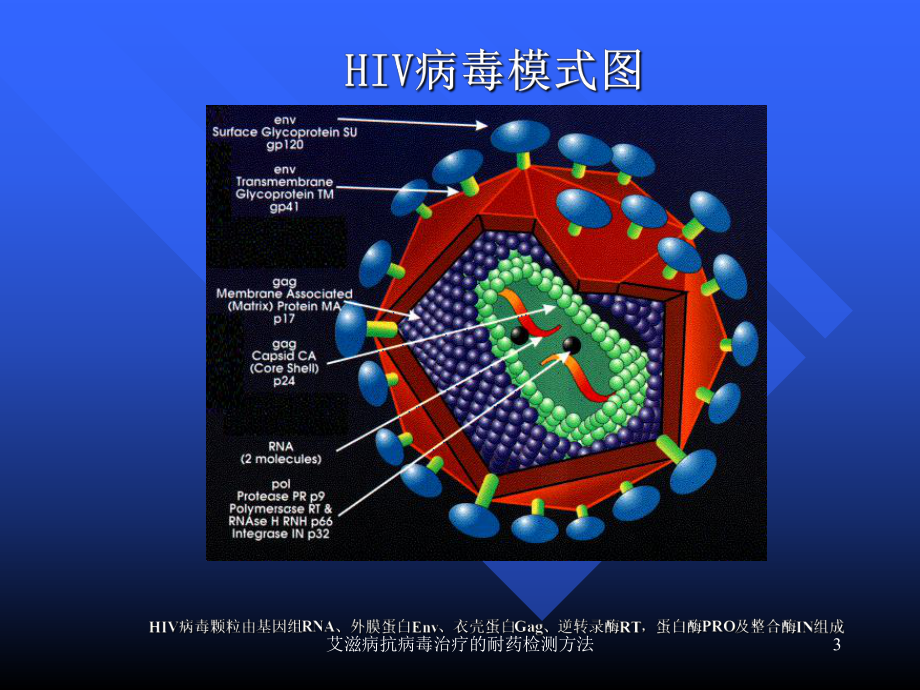 艾滋病抗病毒治疗的耐药检测方法课件.ppt_第3页