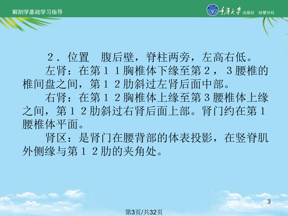 解剖学泌尿系统全面版课件.pptx_第3页