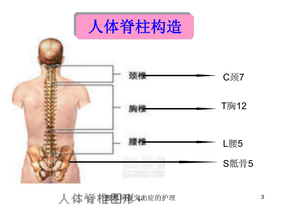 腰椎间盘突出症的护理培训课件.ppt_第3页