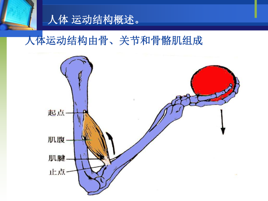 人体运动结构概述课件.ppt_第1页