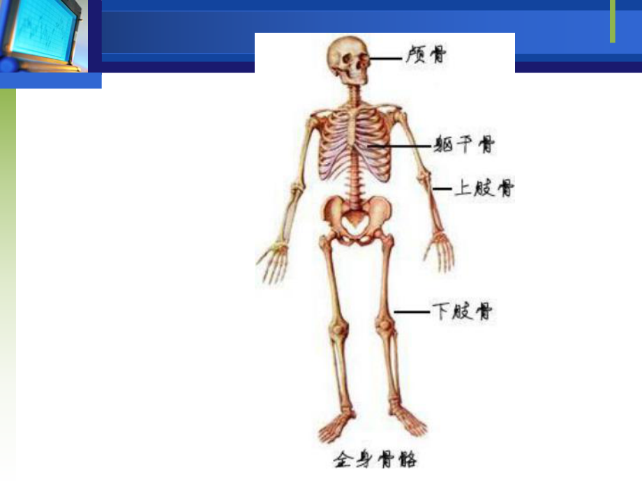 人体运动结构概述课件.ppt_第2页