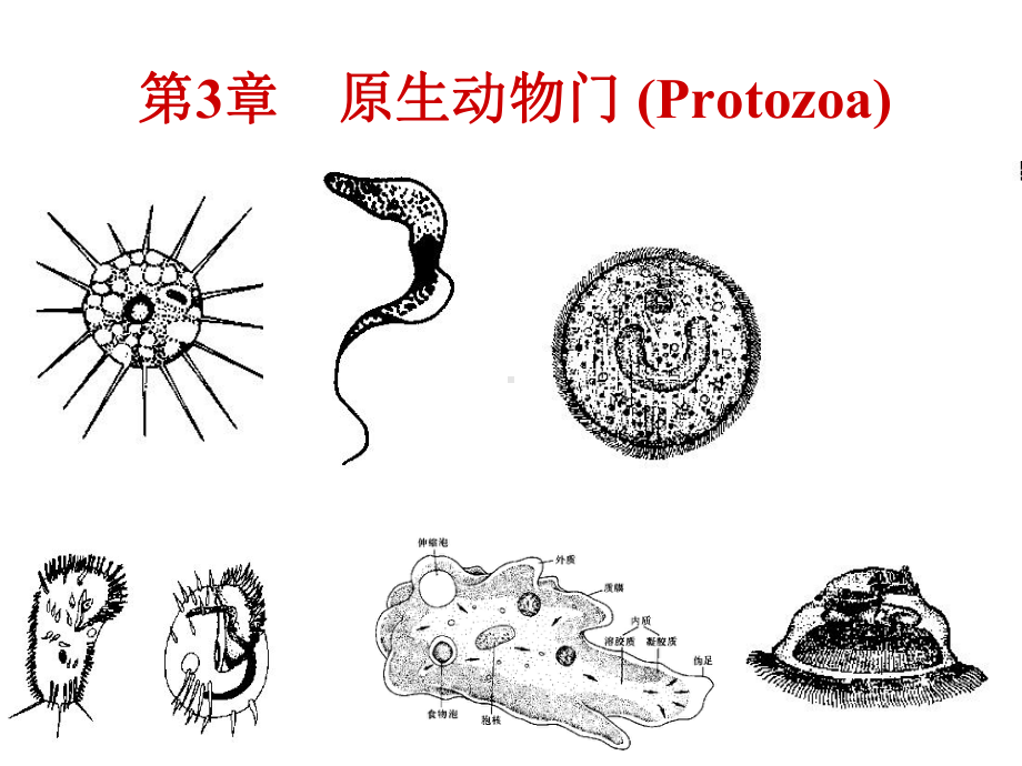 普通动物学第3章原生动物-课件.ppt_第1页