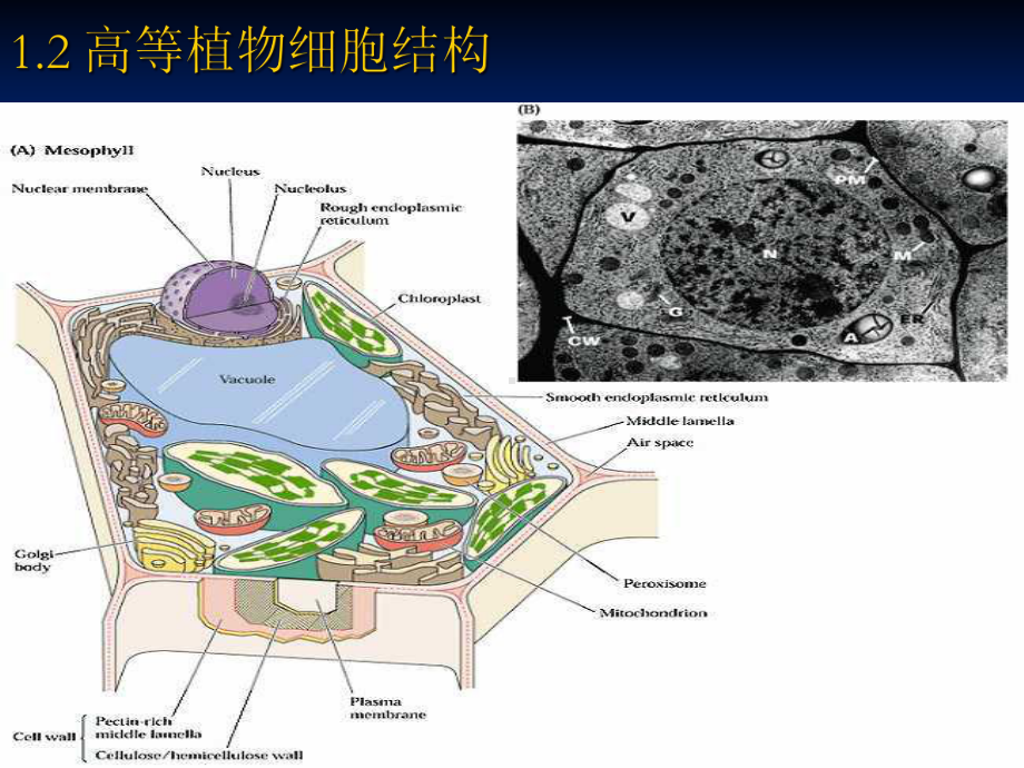 植物学课件第一章-植物细胞的结构与功能.ppt_第3页