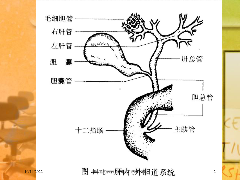 胆道疾病病人的医疗护理讲解培训课件.ppt_第2页