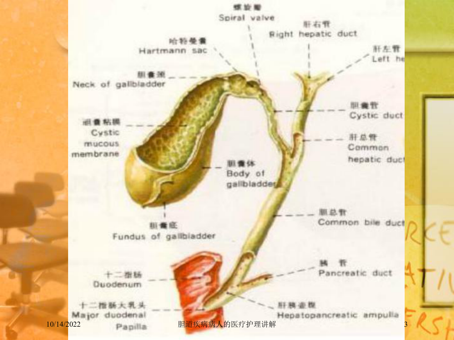 胆道疾病病人的医疗护理讲解培训课件.ppt_第3页