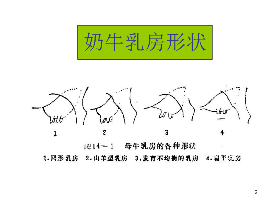 奶牛乳腺炎-乳腺解剖医学课件.ppt_第2页