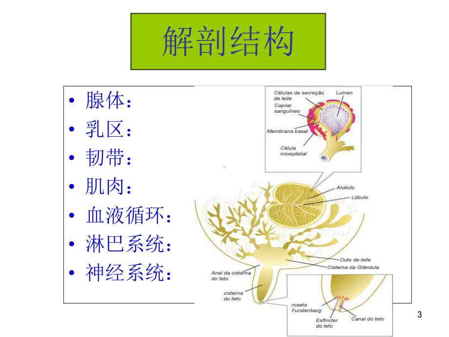 奶牛乳腺炎-乳腺解剖医学课件.ppt_第3页