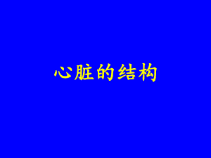 心脏的结构课堂课件.ppt