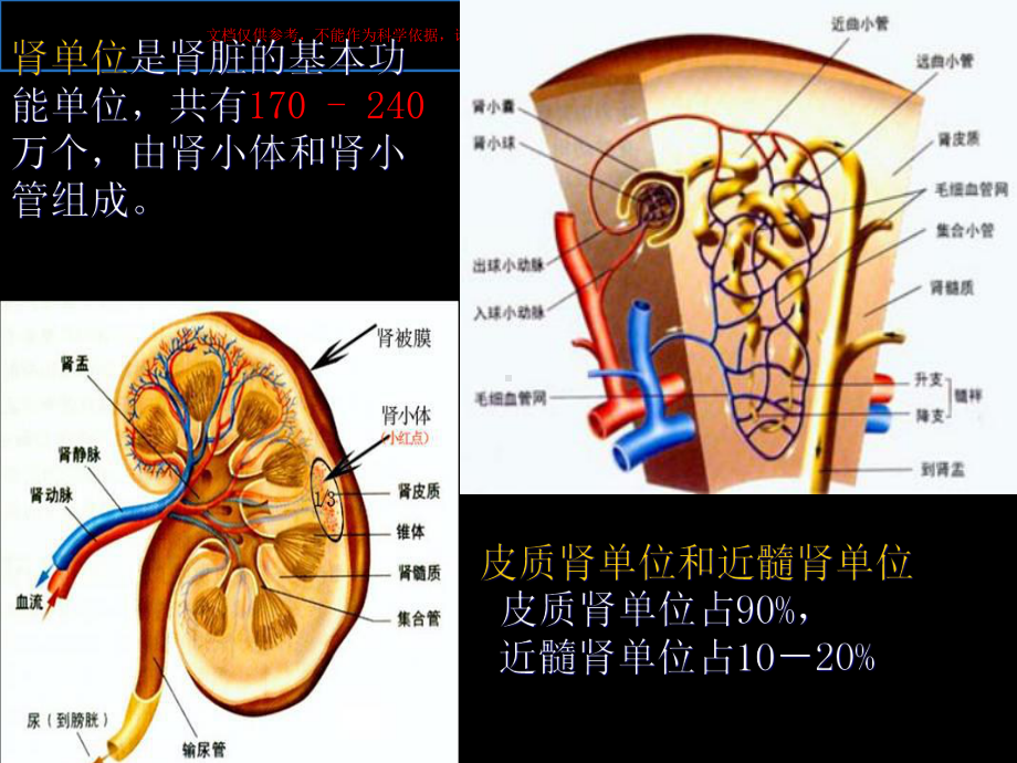 肾内科基础知识与高血压培训课件.ppt_第3页