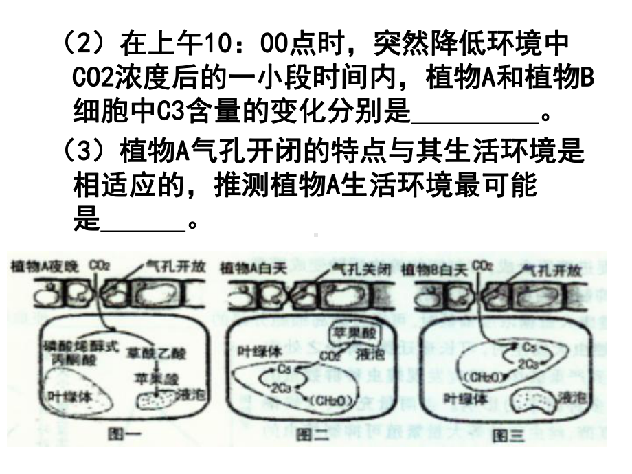 对点复习二(光合作用与呼吸作用)课件.ppt_第3页