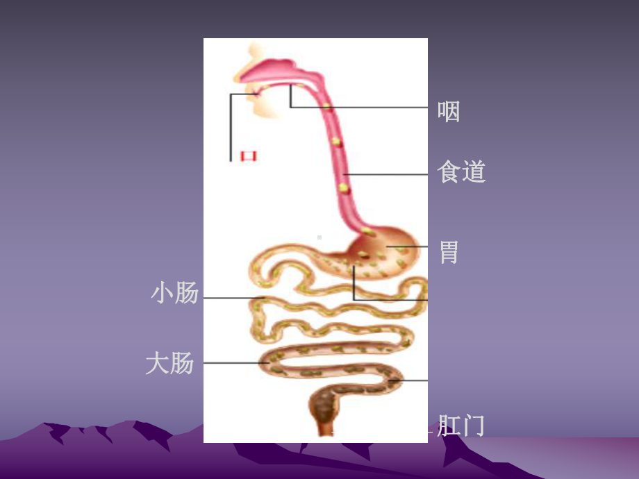 消化系统疾病营养课件.pptx_第3页