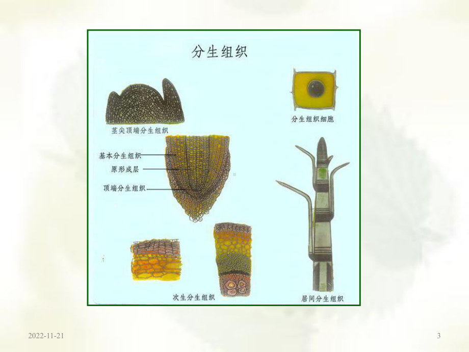 植物学课件-植物组织.ppt_第3页