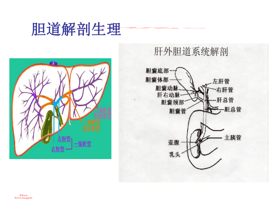 胆道疾病课件.pptx_第2页