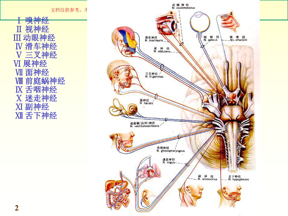 脑神经周围神经系统培训课件.ppt_第2页