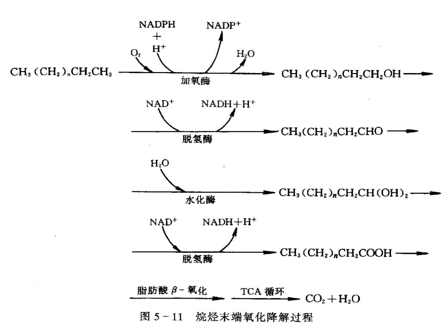 第1617讲有毒有机污染物质的微生物降解课件.ppt_第3页