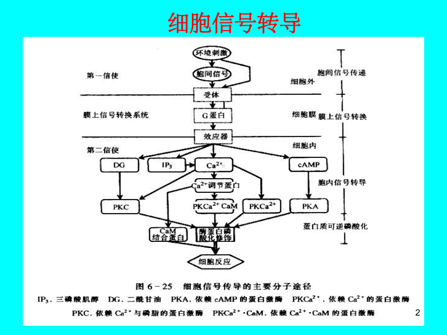 植物生理学：第六章-植物细胞信号转导-课件.ppt_第2页