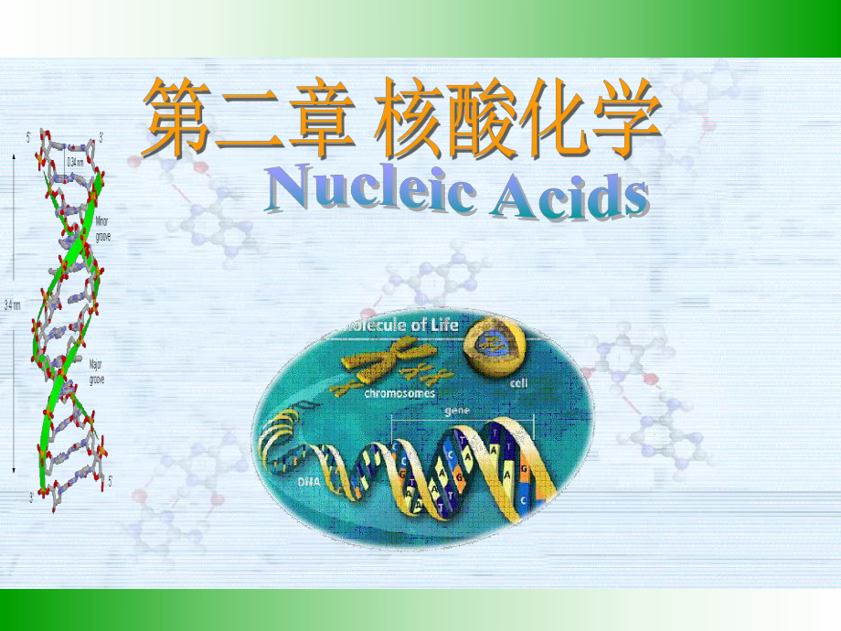 生物化学-第二章-核酸化学课件.ppt_第1页