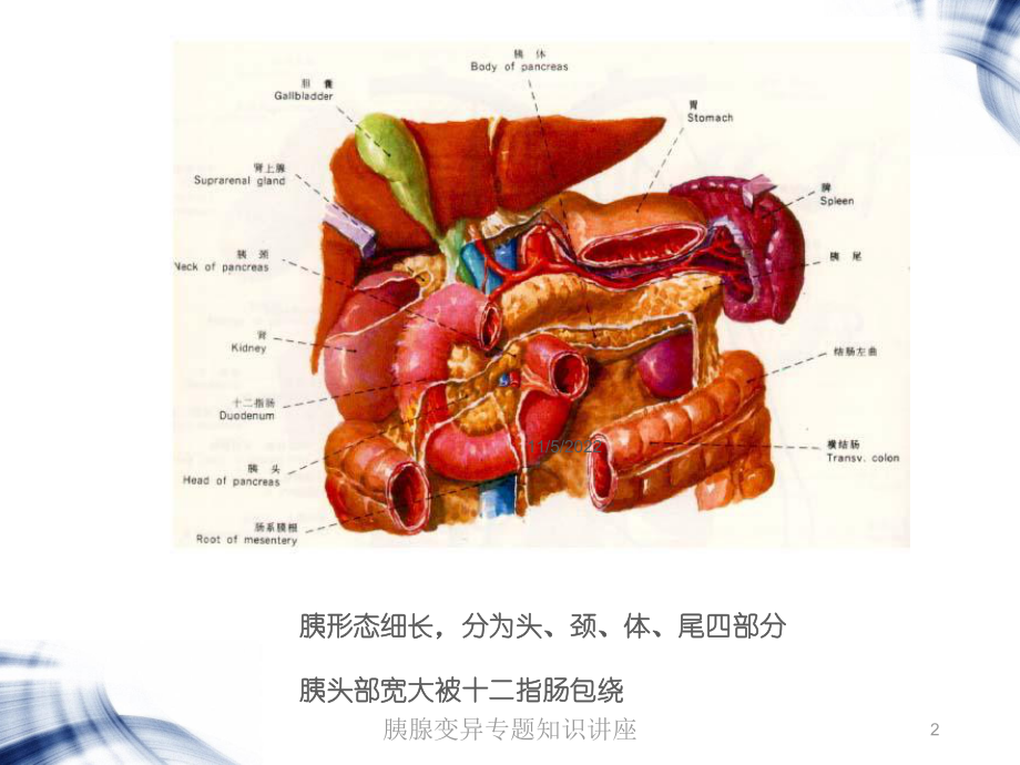 胰腺变异专题知识讲座培训课件.ppt_第2页