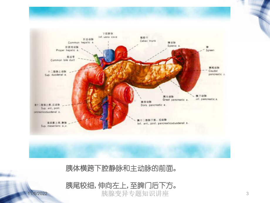 胰腺变异专题知识讲座培训课件.ppt_第3页