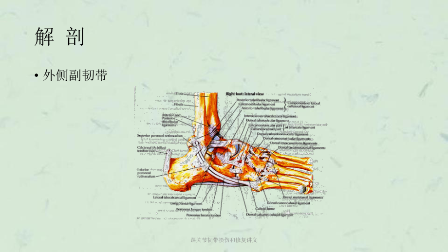 踝关节韧带损伤和修复讲义课件.ppt_第3页