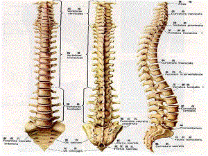 脊柱解剖和神经分布课件.ppt