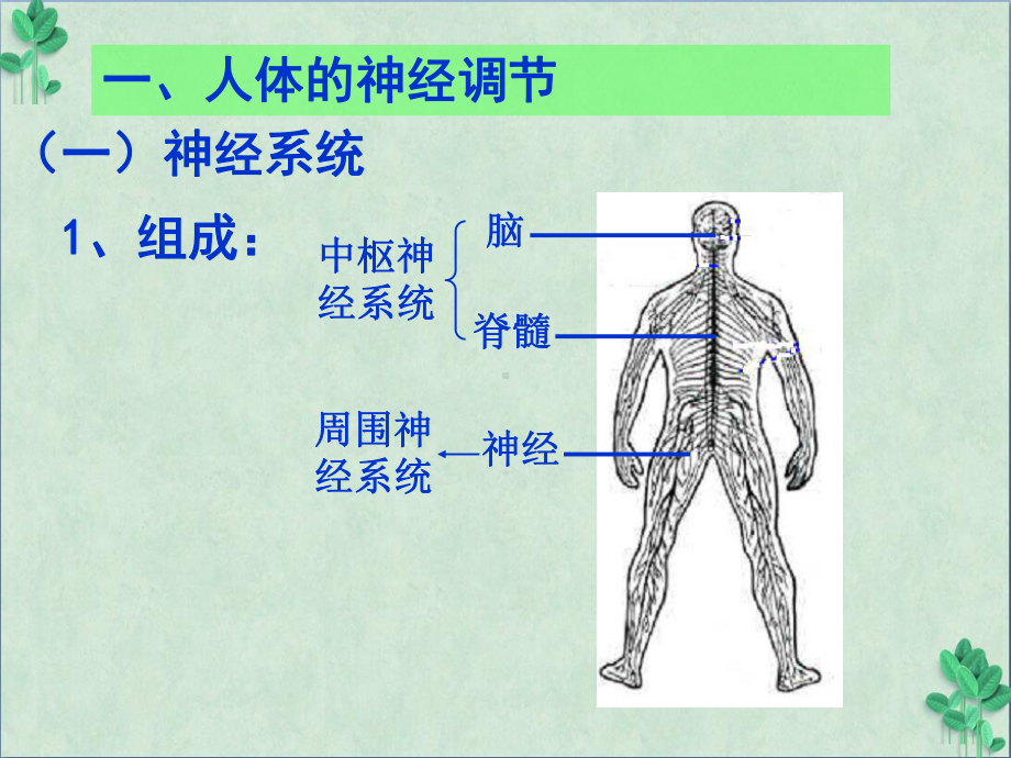 通过神经系统的调节课件(课件)22-人教课标版.ppt_第3页