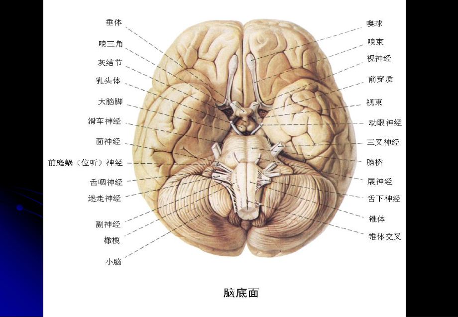 脑干的解剖和定位诊断课件.pptx_第2页