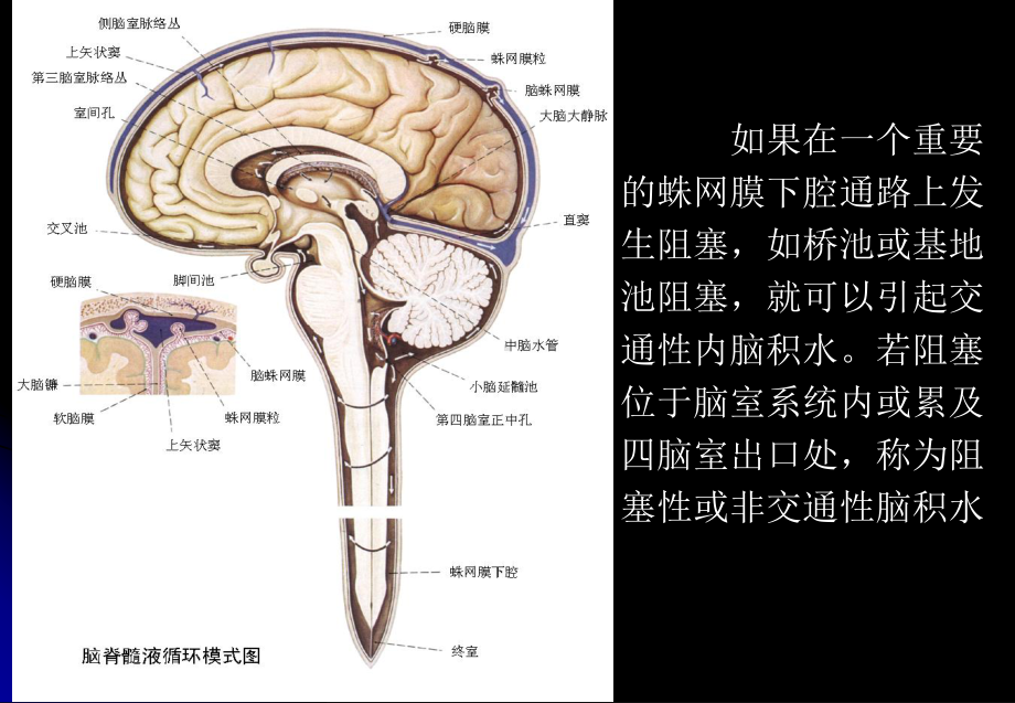 脑干的解剖和定位诊断课件.pptx_第3页