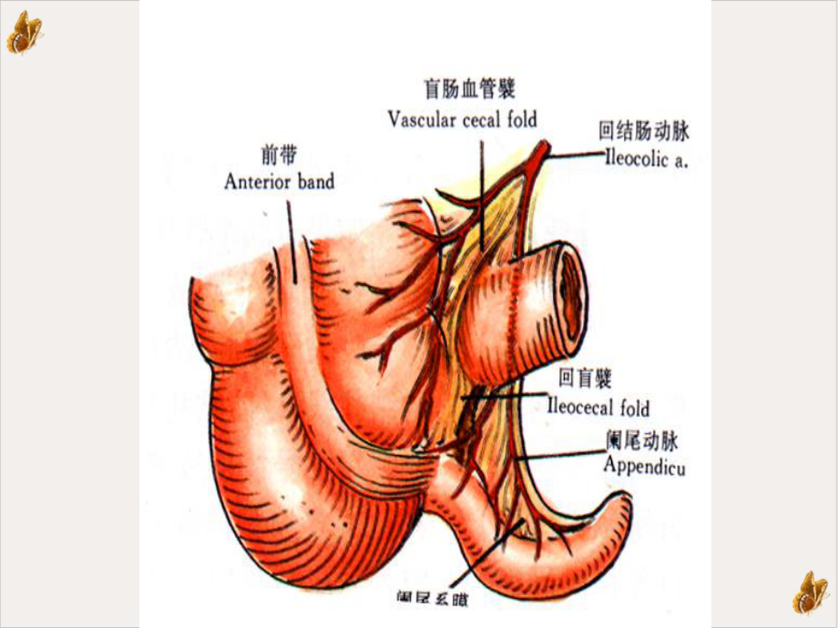 阑尾炎全套课件(模板).pptx_第2页