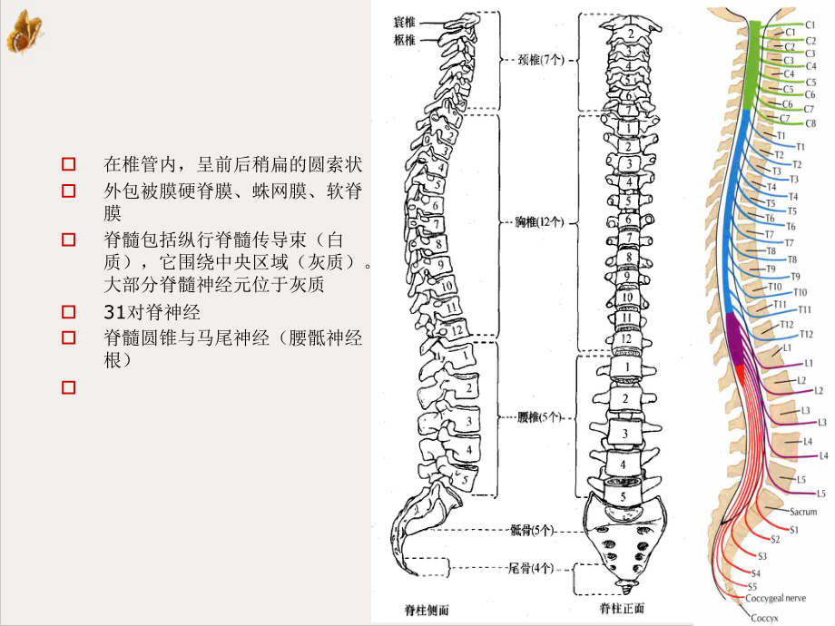 脊髓损伤治疗师班参考课件.ppt_第3页