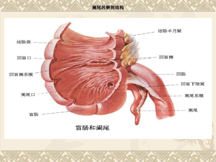 阑尾炎病人护理3课件.ppt_第3页