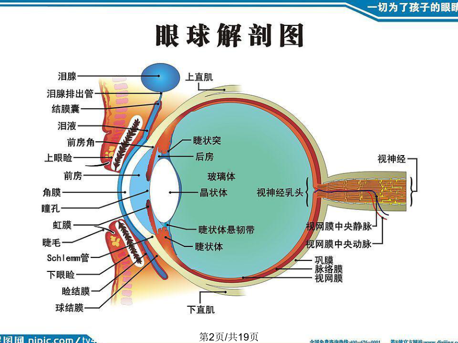 视神经炎全面版课件.pptx_第2页